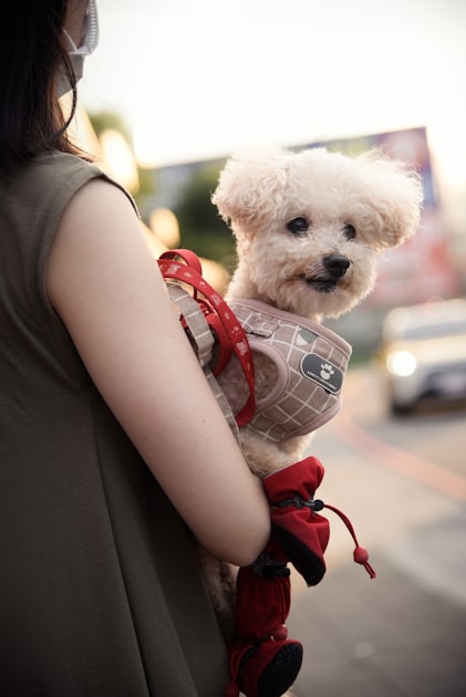 Creating Custom Service Dog Vests